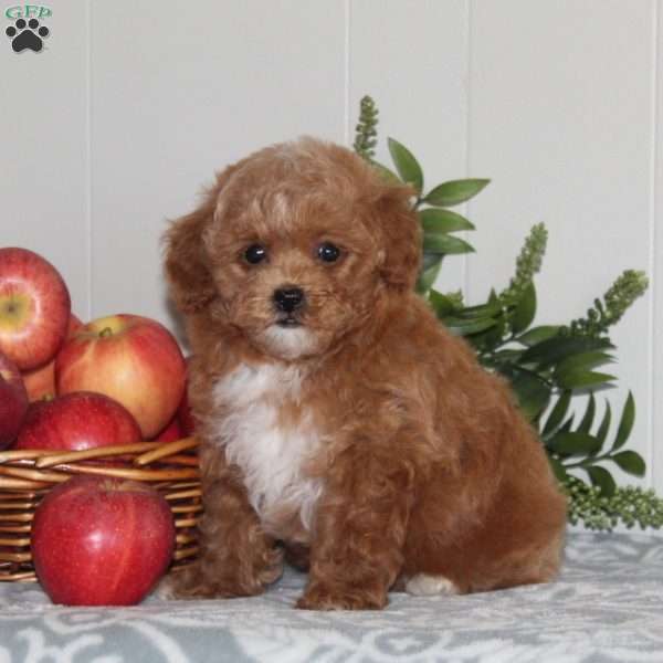 Buzz, Forever Puppy